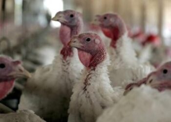 ملك العزومات يقترب من أسعار الدواجن البيضاء.. وكيلو لحم الرومي يسجل 100 جنيه