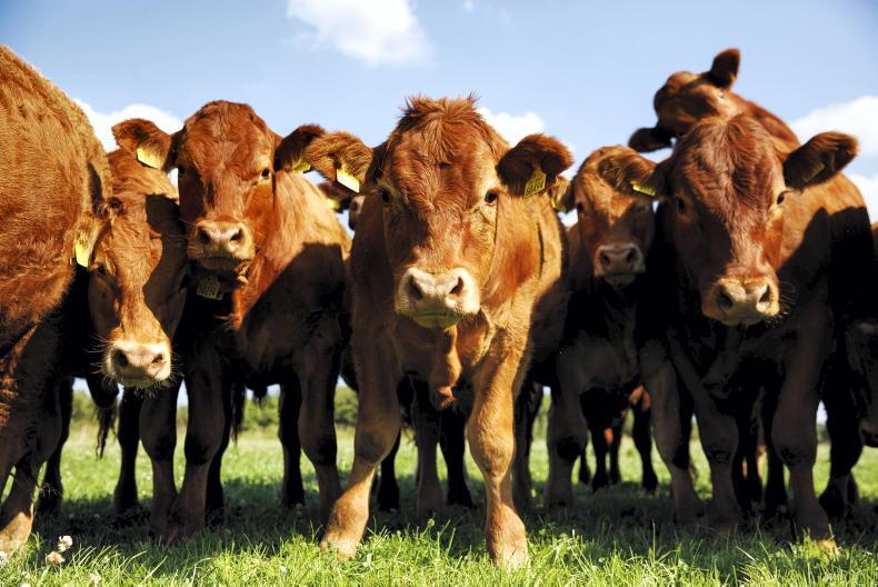 تعليق صادرات لحوم البقر الأيرلندية إلى الصين بعد اكتشاف حالة مرض جنون البقر