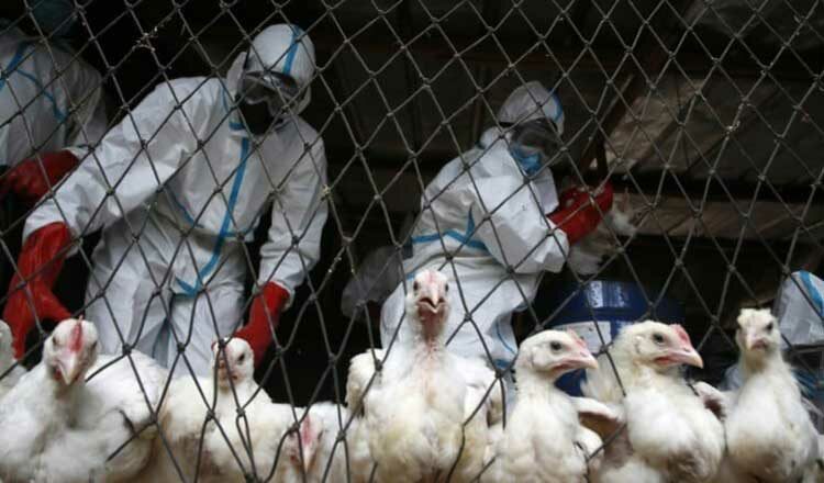 المكسيك تعلن أول ظهور لفيروس أنفلونزا الطيور H5N1 في مزرعة دواجن