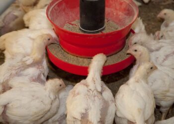 الحد من التلوث الميكروبى فى مزارع الدجاج اللاحم باستخدام الماء النشط المحلل كهربائيا