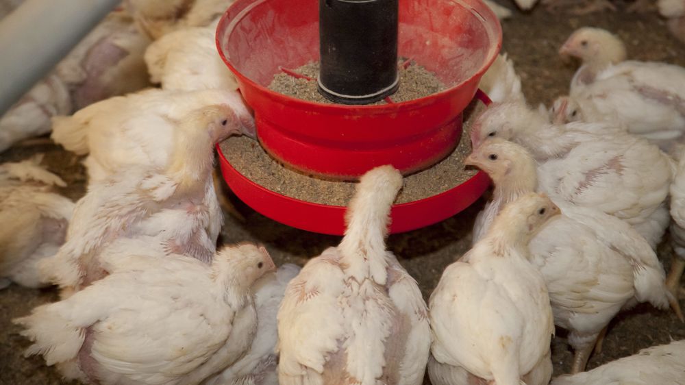 الحد من التلوث الميكروبى فى مزارع الدجاج اللاحم باستخدام الماء النشط المحلل كهربائيا