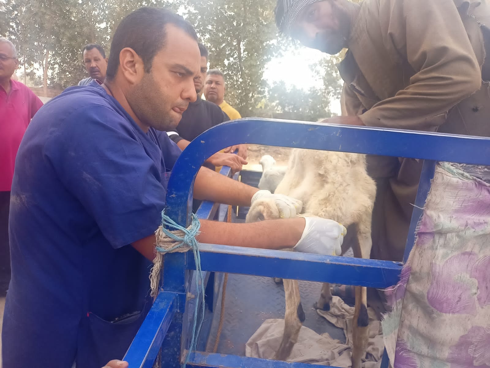 علاج وفحص أكثر من 1900 رأس ماشية لصغار المربين خلال قافلة بيطرية مجانية بالأقصر