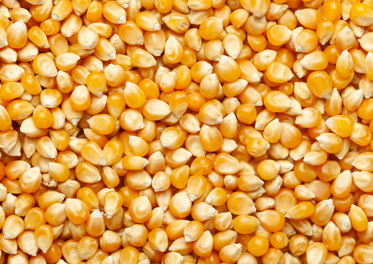 KFA الكورية تطرح مناقصة دولية لشراء 69000 طن من الذرة
