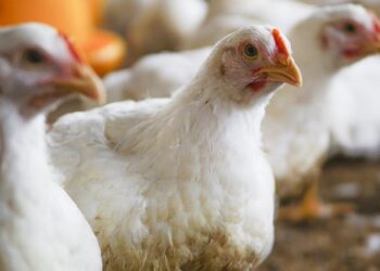 AMIE تحذر من ارتفاع أسعار الدواجن بسبب النقص المستمر الناجم عن تفشي أنفلونزا الطيور
