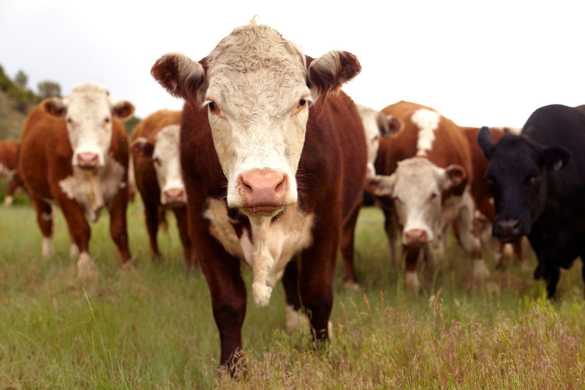 تعليق صادرات لحوم البقر الأيرلندية إلى الصين بعد اكتشاف حالة مرض جنون البقر