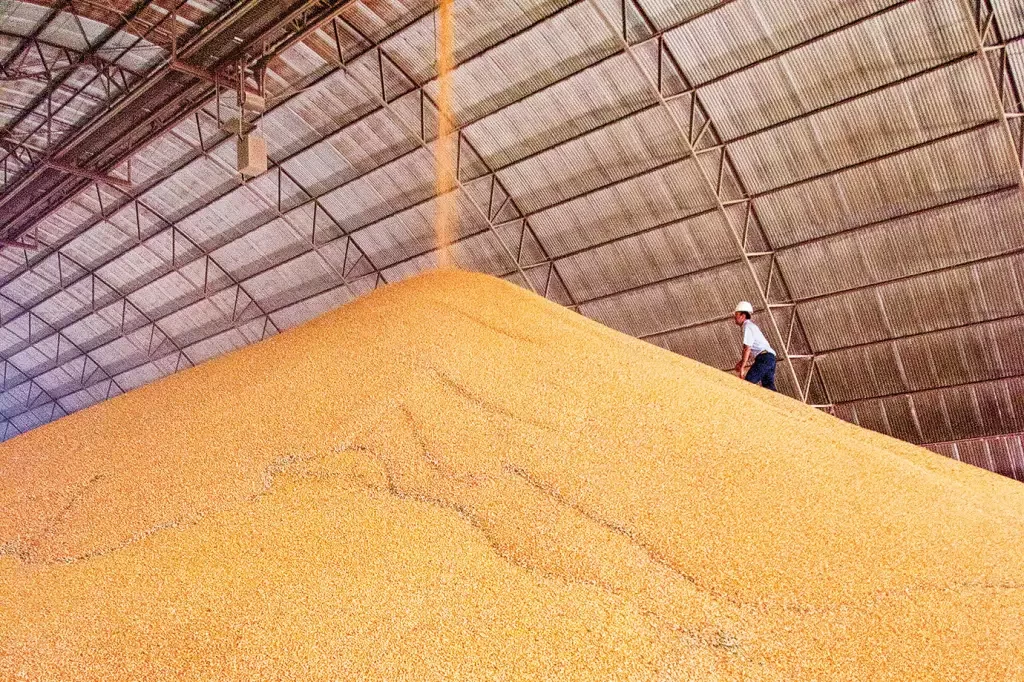 كوناب تخفض تقديرات إنتاج الحبوب البرازيلي في موسم 2023/24 إلى 316.71 مليون طن