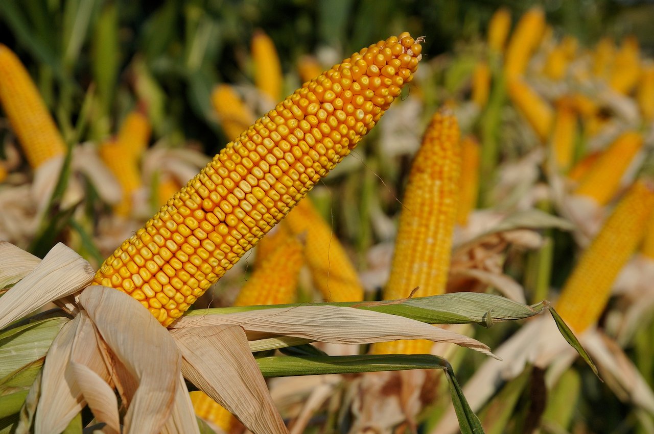 الزراعة الأمريكية: بيع 124 ألف طن من الذرة إلى اليابان