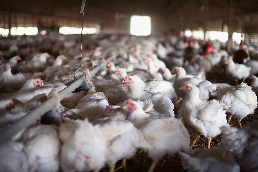 إعدام 1.3 مليون دجاجة بعد اكتشاف أنفلونزا الطيور في مزرعة بولاية أوهايو الأمريكية