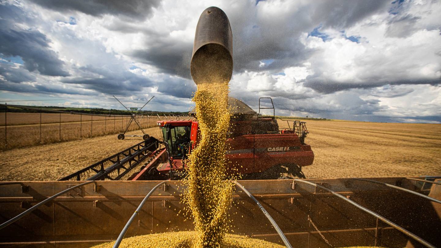 IKAR: محصول الحبوب الروسي لموسم 2024/25 يصل إلى 145 مليون طن