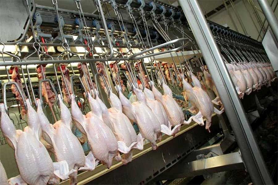 البرازيل أكبر مصدر للحوم الدجاج في العالم بحلول عام 2024