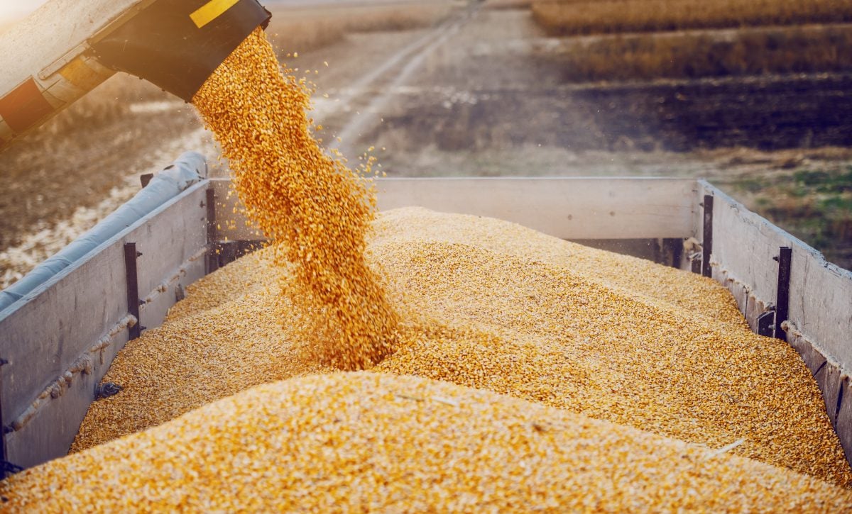 إنترفاكس: روسيا تتوقع تجاوز صادرات الحبوب أكثر من 65 مليون طن لموسم 2023/24