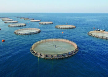 تجهيز 10 أحواض بنويبع لبدء دورة جديدة لإنتاج 3 طن من أسماك البلطي بجنوب سيناء