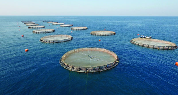 تجهيز 10 أحواض بنويبع لبدء دورة جديدة لإنتاج 3 طن من أسماك البلطي بجنوب سيناء