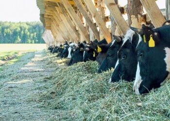خاص| طبيب بيطري يوجه توصيات لمربى المواشي خلال فصل الشتاء