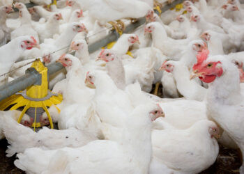 خاص| معهد الإنتاج الحيواني حول تداول أخبار إعدام سلاسل دواجن محلية: نوفر كل سبل الرعاية من أعلاف وتحصينات