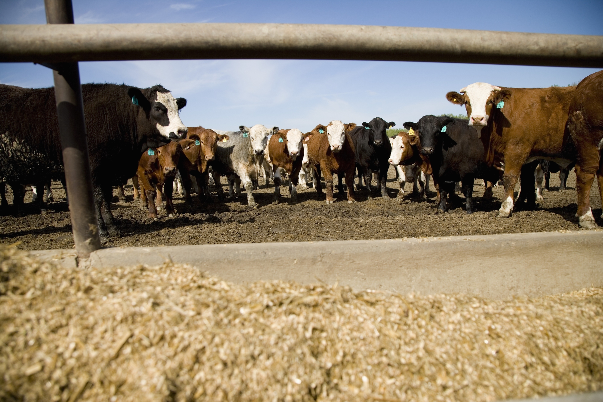 الزراعة الأمريكية: أعداد الماشية بالولايات المتحدة تصل إلى 11.9 مليون رأس في نوفمبر