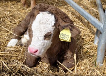 الإسهال المعدى فى العجول حديثة الولادة