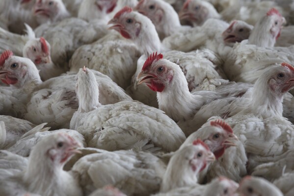الزراعة الأمريكية: إعدام مليون دجاجة مصابة بأنفلونزا الطيور في ولاية مينيسوتا
