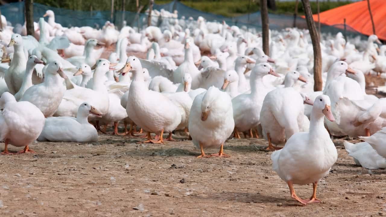 المجر تعلن عن تفشي مرض أنفلونزا الطيور في مزرعة البط