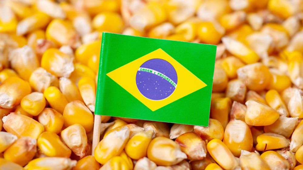 Anec تخفض توقعات تصدير الذرة البرازيلية إلى 7.96 مليون طن في نوفمبر