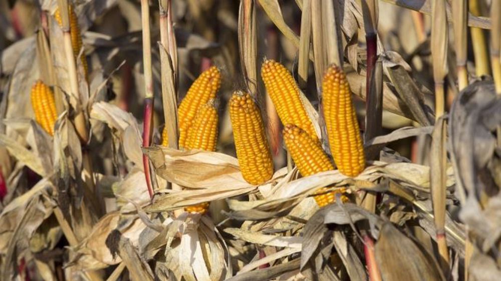 الزراعة الأمريكية: إنتاج جنوب أفريقيا من الذرة يصل إلى 15.8 مليون طن في 2023-2024