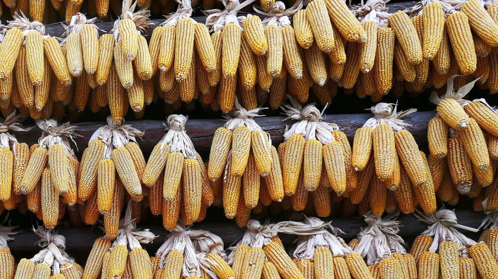 واردات الصين من الذرة تنمو بنسبة 273% في أكتوبر
