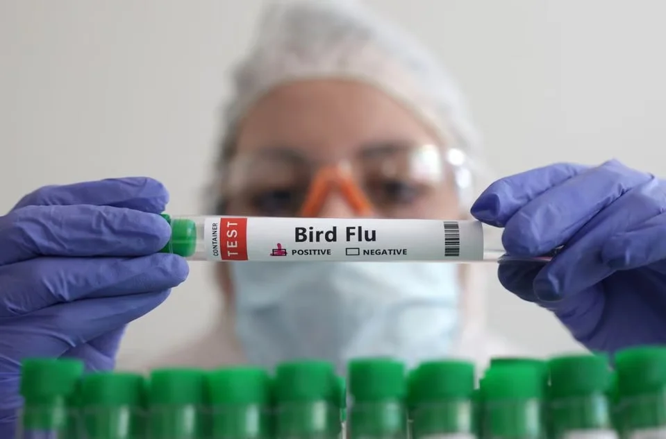 أنفلونزا الطيور