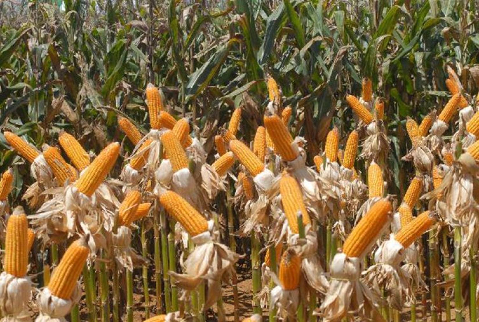 ANEC ترفع توقعاتها لصادرات البرازيل من الذرة بأكثر من 50% في نوفمبر