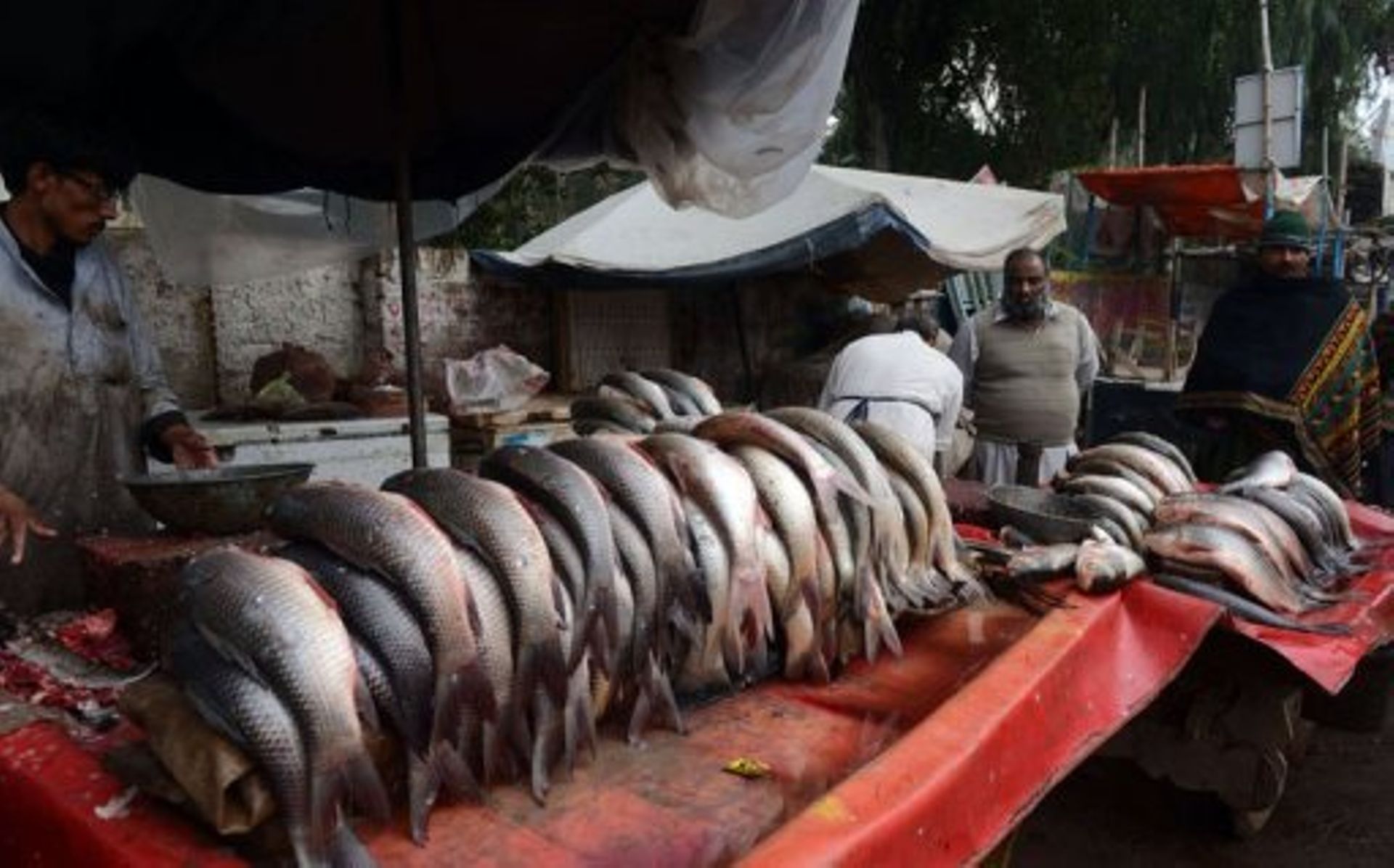باكستان تجني 123.86 مليون دولار من صادرات الأسماك في 4 أشهر