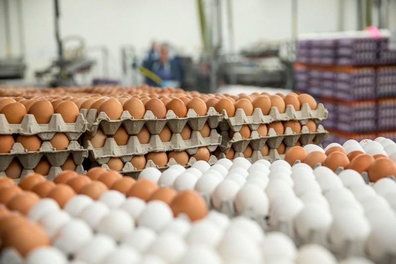 شعبة بيض المائدة: استقرار أسعار البيض حتى نهاية العام الحالي