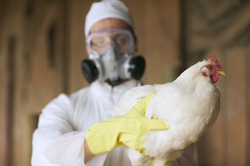 هولندا تعلن عن أول ظهور لأنفلونزا الطيور منذ أشهر