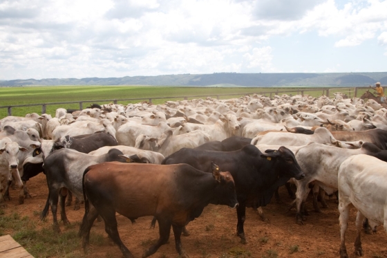 البرازيل تطلق المرحلة الثانية من حملة تطعيم الأبقار والجاموس ضد مرض الحمى القلاعية
