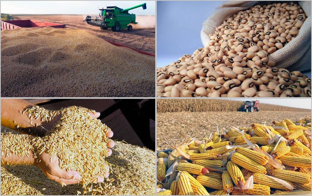 أبرزها فول الصويا والذرة.. صادرات البرازيل الزراعية تسجل 13.38 مليار دولار في أكتوب
