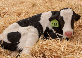 الإسهال البكتيري المصاحب للالتهاب المعوي في العجول حديثي الولادة