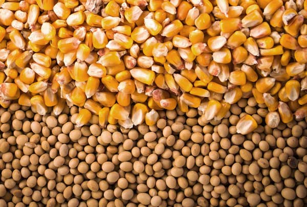 صادرات فول الصويا والذرة البرازيلية في شهر نوفمبر تنطلق بوتيرة سريعة
