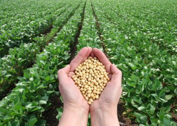 زراعة فول الصويا في البرازيل لموسم 2023/24 تصل إلى 74%