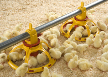 الحمد للأعلاف: لا يوجد ركود نهاىي بالأسواق والطلب علي كتاكيت مرتفع