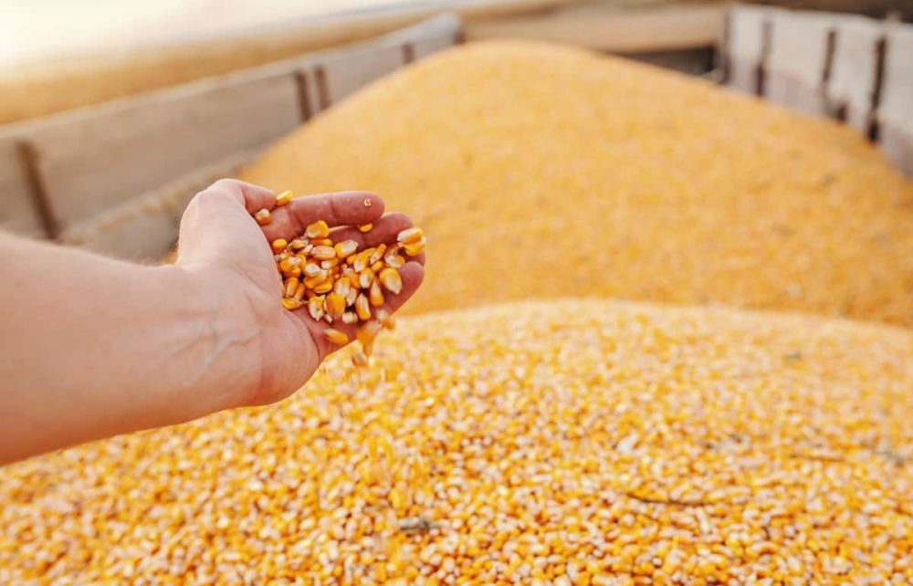 بنسبة 25.4٪.. انخفاض حاد بصادرات الذرة في باراجواي