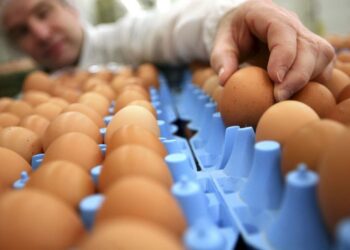 خاص| شعبة بيض المائدة: أعمار قطعان الدواجن كبيرة السن وراء قلة المعروض بالأسواق