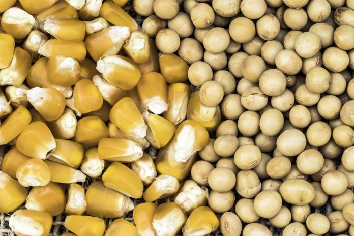 خاص| اليكتروميكانيك يونيون: الذرة والصويا المعروضة حاليا بالسوق المصري رديئة الجودة