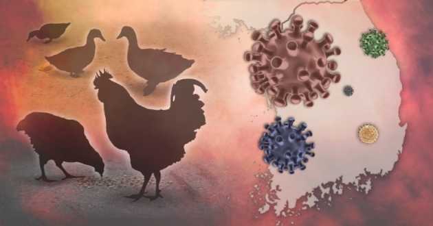 الدنمارك ترفع مستوى خطر أنفلونزا الطيور من "معتدل" إلى "مرتفع"