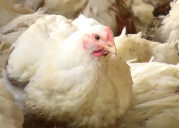 Secex: تراجع صادرات البرازيل من لحوم الدواجن في نوفمبر