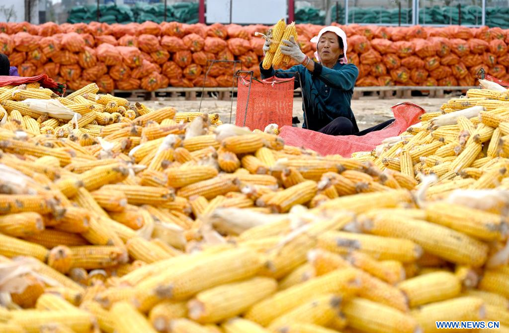 288.84 مليون طن.. الصين تسجل محصولًا قياسيًا من الذرة في 2023