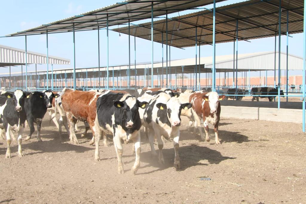 وزير الزراعة يطلق مبادرة "احلم" لتمويل رؤوس الأبقار عالية الإنتاجية لصغار المربين في الشرقية