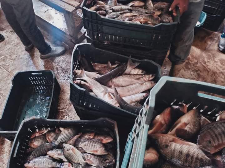 الثروة السمكية: انطلاق موسم الحصاد السمكى ٢٠٢٣-٢٠٢٤ في المنزلة