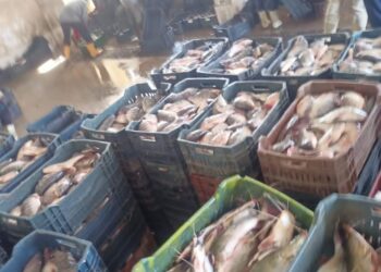 انطلاق موسم الصيد في مزرعة الزاوية السمكية