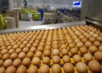 منتجي البيض