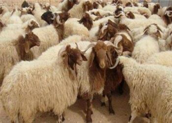 مربى مواشي: إقبال ملحوظ على تربية الأغنام.. وسعر الكيلو قائم يسجل 220 و225 جنيه