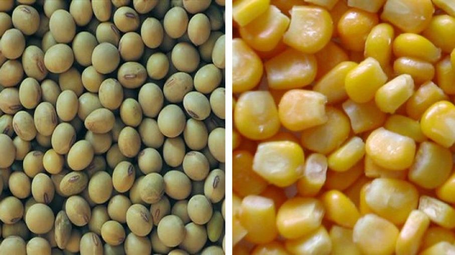 الزراعة الأمريكية تثبت توقعات مخزونات فول الصويا وتخفض الذرة