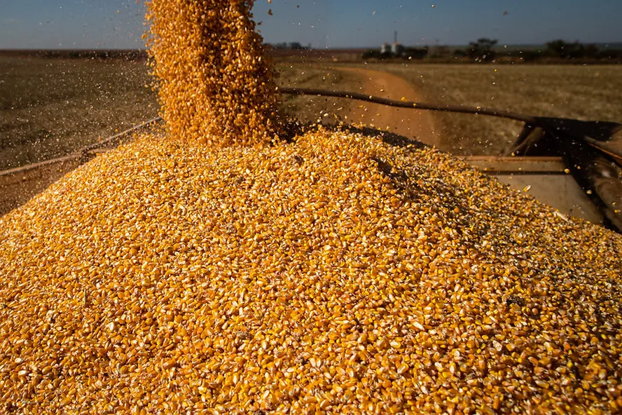 تراجع إنتاج البرازيل من الذرة إلى 129.1 مليون طن في موسم 2023-24
